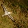 Terej australsky - Sula serrator - Australian Gannet - takapu 1711